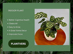 PLANTVERS Live Calathea Plant – Low-Maintenance Indoor Houseplant | Low-Light & Easy-Care Pet-Friendly Plant | Air-Purifying Tropical Houseplant (Calathea Makoyana, 6" Nursery Pot)