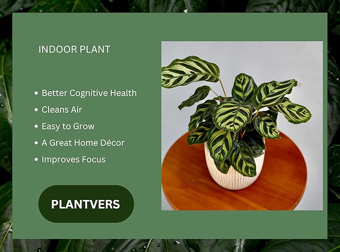 PLANTVERS Live Calathea Plant – Low-Maintenance Indoor Houseplant | Low-Light & Easy-Care Pet-Friendly Plant | Air-Purifying Tropical Houseplant (Calathea Makoyana, 6" Nursery Pot)