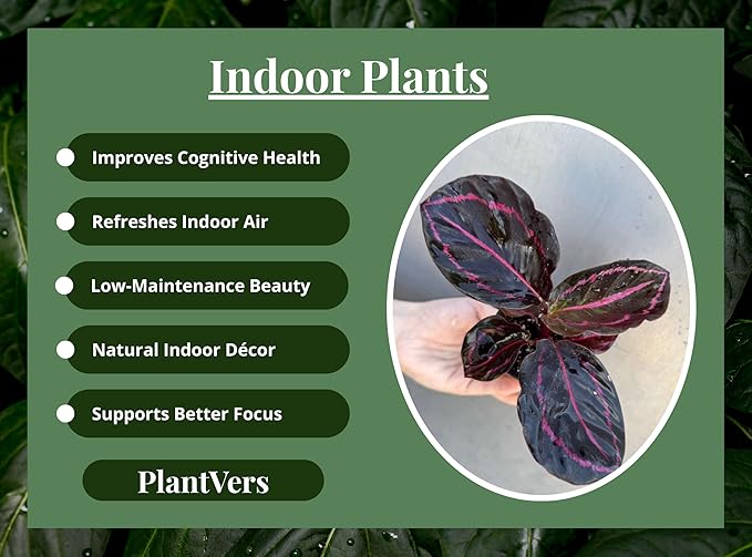 PLANTVERS Live Calathea Plant in 2" Grow Pot – Easy Care & Low Maintenance Tropical Houseplant – Air Purifying Indoor Plant for Low Light & Home Décor (Calathea Roseopicta ‘Dottie’)