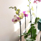 Large Novelty Live Orchids Blooming in 5" Blue & White Orchid Pot, Pet Friendly Live Plant Gifts for Plant Lovers, Approx. 22"+ Tall, Real Houseplants, Phalaenopsis Moth Flowers by Plants for Pets