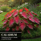 6 Crimson Sky Caladium Bulbs – Fancy Perennial Elephant Ear Plants for Shade Gardens, Containers, and Tropical Foliage Display - Bold Tropical Color (6 Bulbs)