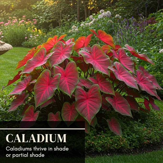 6 Crimson Sky Caladium Bulbs – Fancy Perennial Elephant Ear Plants for Shade Gardens, Containers, and Tropical Foliage Display - Bold Tropical Color (6 Bulbs)