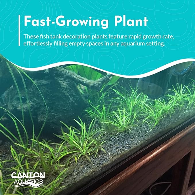 Chain Sword Narrow Leaf Plants Potted - Premium Live Aquatic Plants for Freshwater Aquariums - Easy to Care - Perfect for Fish Tanks and Aquascaping - Enhances Water Quality - 3 Plants