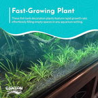 Chain Sword Narrow Leaf Plants Potted - Premium Live Aquatic Plants for Freshwater Aquariums - Easy to Care - Perfect for Fish Tanks and Aquascaping - Enhances Water Quality - 3 Plants