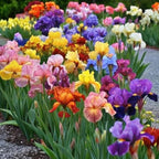 320+ Blooming Iris Flower Seeds for Planting Exotic Perennial Flower Non-GMO Heirloom Seed Beautiful and Colorful Blooms for Your Garden