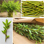 Hybrid Willow Tree Plants for Growing | Fast Privacy Hedge Row, Wind Block, Shade | Fast Growing - 12 Feet Per Year, Fast Growing Trees (24 Trees)