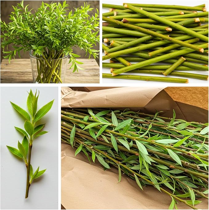 Hybrid Willow Tree Plants for Growing | Fast Privacy Hedge Row, Wind Block, Shade | Fast Growing - 12 Feet Per Year, Fast Growing Trees (One Hundred Trees)