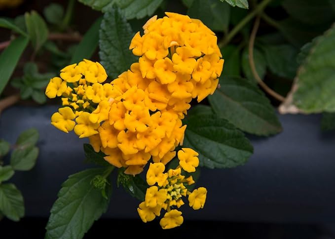 Lantana Plants Live - Chapel Hill Gold Pack of 3 Lantana Live Plants for Planting - 4-6 Inches Tall - Pollinator-Friendly, Container-Friendly, Easy Care