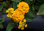 Lantana Plants Live - Chapel Hill Gold Pack of 3 Lantana Live Plants for Planting - 4-6 Inches Tall - Pollinator-Friendly, Container-Friendly, Easy Care