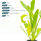 SubstrateSource Echinodorus Red Devil Sword Live Plant for Freshwater Aquariums, Natural Fish Tank Decorations, and Aquatic Decor (1 Pot (2-3 Plants))