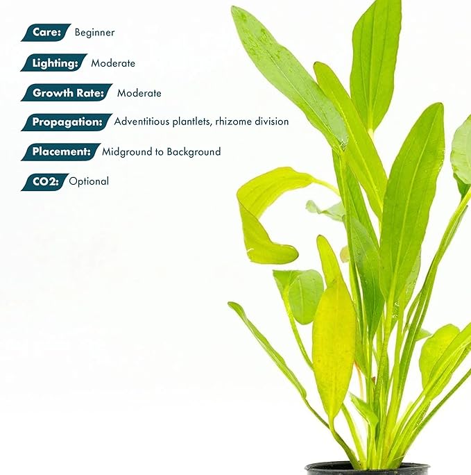 SubstrateSource Echinodorus Red Devil Sword Live Plant for Freshwater Aquariums, Natural Fish Tank Decorations, and Aquatic Decor (1 Pot (2-3 Plants))