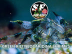 SF Aquatic™ 20 Green Rili High Grade Neocaridina Live Freshwater Aquarium Shrimps Fully Mature Breeding Age. Live Arrival Guarantee.