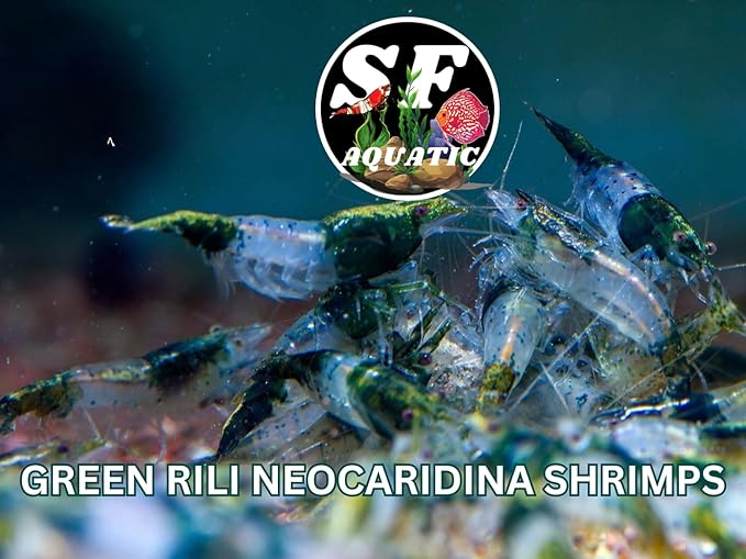 SF Aquatic™ 20 Green Rili High Grade Neocaridina Live Freshwater Aquarium Shrimps Fully Mature Breeding Age. Live Arrival Guarantee.