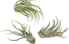 ragnaroc Air Plants - Tillandsia Pruinosa, Large 3-5" - 3ct - Live Arrival Guaranteed - House Plants for Home Decor & Gift