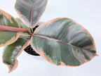 Ruby Ficus Rubber Plant - 3 Live Plants in 2 Inch Pots - Ficus Elastica 'Ruby' - Stunning Easy Care Interior Houseplant
