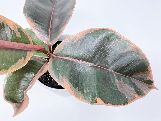 Ruby Ficus Rubber Plant - Live Plant in a 2 Inch Pot - Ficus Elastica 'Ruby' - Stunning Easy Care Interior Houseplant