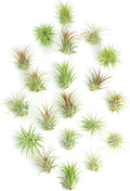 Shop Succulents Ionantha Tillandsia Air Plants, Assorted Mini Live Indoor Plants for Home Decor & Gifts, Low Maintenance, Natural Air Purifier, Hanging Plants, Favors, Terrarium Plants, Pack of 20