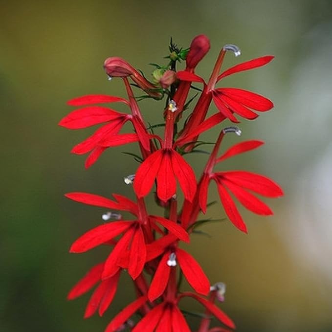Cardinal Flower, a Great Live Pond Plant for Your Water Garden. Filters koi and Goldfish Ponds. Good for Bogs, Plant Shelf or Shallow Water This marginal Aquatic is a Real Beauty