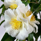 Blooming & Beautiful - Silver Waves Camellia - 3 Gal - Evergreen Shrub - Large White Blooms Yellow Centered - Zones 8-10 - Partial Sun - Camellia Japonica ‘Silver Waves’ - 3 Gallon Pot