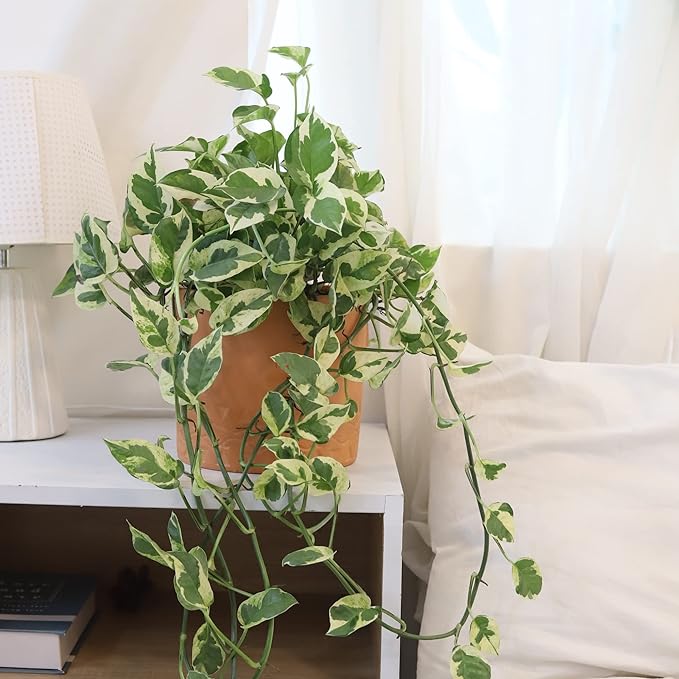 Pothos N'Joy (6" Grower Pot) - Air Purifying and Live Healthy Houseplant - Easy to Grow, Easy to Care Indoor Houseplant