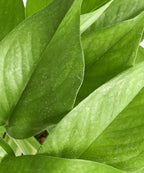 Shop Succulents | | Pothus 'Devil's Ivy' Naturally Air Purifying, Easy Care, Live Indoor House Plant in 4" Grow Pot, 4" Grower, Pothos