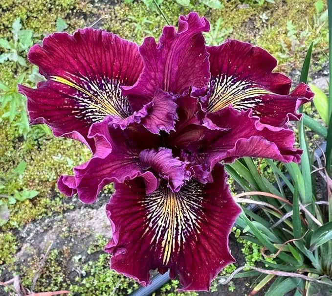200+ Mixed Iris Flower Seeds - Rare & Beautiful Heirloom Varieties, Perennial Blooms in Stunning Colors for Garden Planting, Ideal for Full Sun and Outdoor Spaces