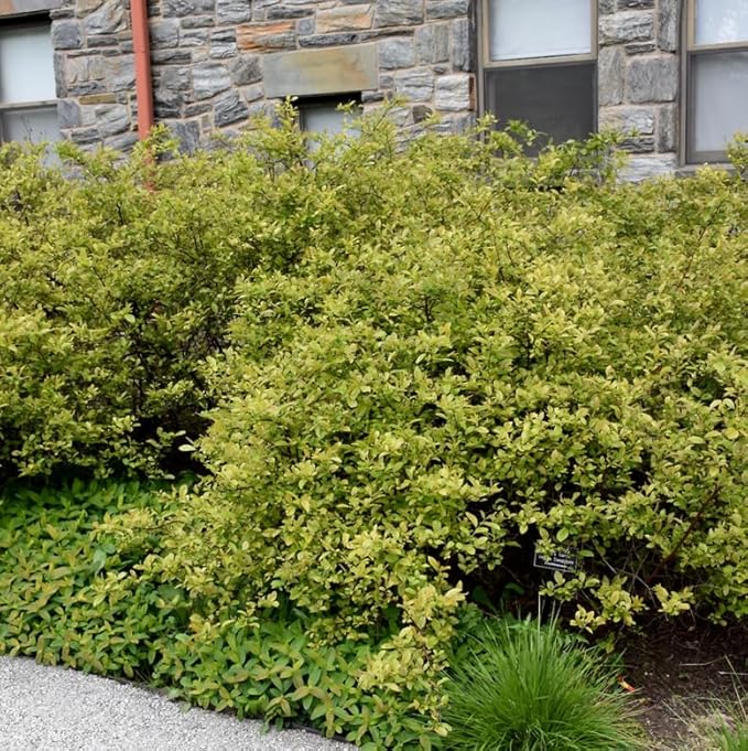 Virginia Sweetspire Shrub - 12-18" Tall Live Plant - Quart Pot - Henry's Garnet Bush Seedling - Itea Virginica 'Henrys Garnet'