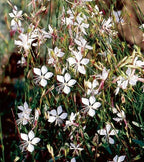 100PCS Gaura Lindheimeri Flower Seeds Wildflower Flower Seeds Heirloom