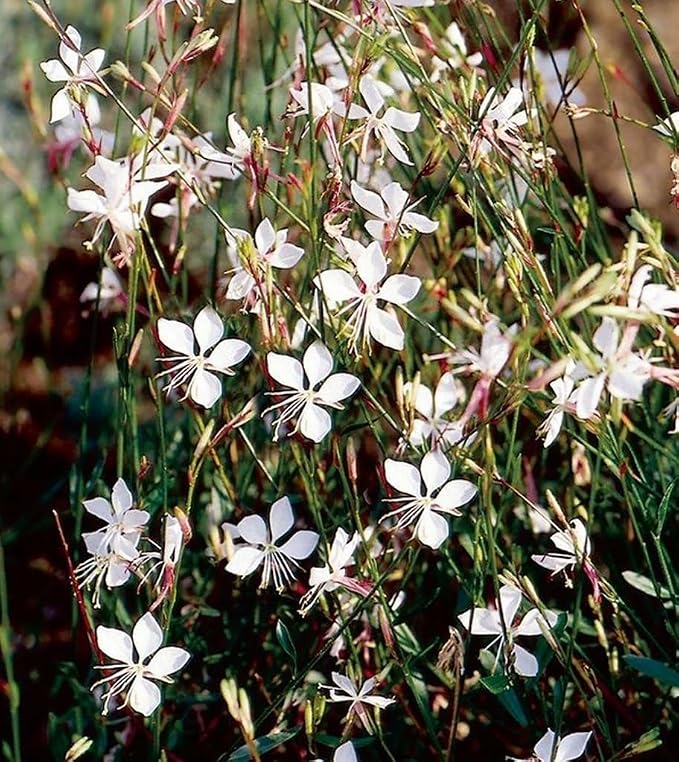 100PCS Gaura Lindheimeri Flower Seeds Wildflower Flower Seeds Heirloom
