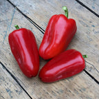 Bonnie Plants Snacking Red Pepper 19.3 oz. 4-pack