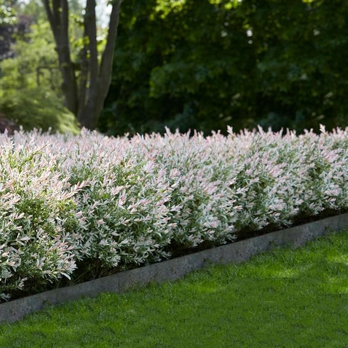 2 Japanese Dappled Nishiki Willow Shrub - 6-12" Tall Live Plants - Ornamental Deciduous Plant - Salix Integra 'Hakuro Nishiki' - (2 Pack)