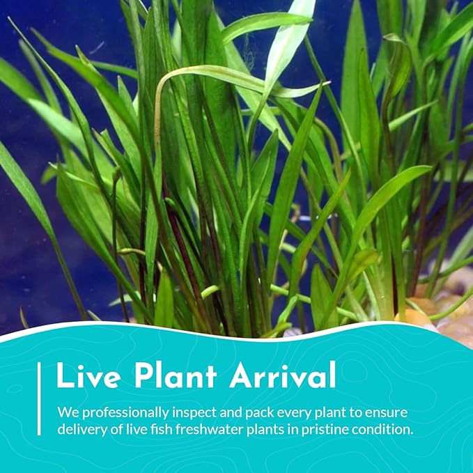Chain Sword Narrow Leaf Plants Potted - Premium Live Aquatic Plants for Freshwater Aquariums - Easy to Care - Perfect for Fish Tanks and Aquascaping - Enhances Water Quality - 3 Plants