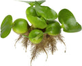 Chalily Water Hyacinth Floating Pond Plants Live Aquatic Plant Great for Koi Ponds Flowering and Fast Growing Hyacinths Cannot Ship to Some States (18)