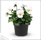 Live Healthy Flowering Pansies - White Blotch (4 Plants Per Pack), Beautiful Winter Color, 6" Tall by 4" Wide in 1 Pint Square Pot