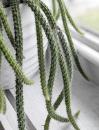 4" Rat Tail Cactus Rare Live Cactus Succulent Fully Rooted-Aporocactus Flagelliformis Live Plant. Easy to Grown Indoor/Outdoor.