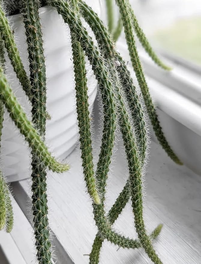 4" Rat Tail Cactus Rare Live Cactus Succulent Fully Rooted-Aporocactus Flagelliformis Live Plant. Easy to Grown Indoor/Outdoor.