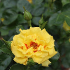 Proven Winners 2 Gal. Rise Up Ringo Climbing Rose Shrub