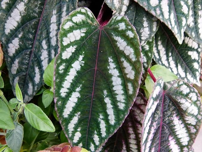 Rex Begonia Vine - 2 Live Starter Plants in 2 Inch Pots - Cissus Discolor - Extremely Rare and Beautiful Vining Indoor Houseplant - Air Purifying