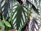 Rex Begonia Vine - 2 Live Starter Plants in 2 Inch Pots - Cissus Discolor - Extremely Rare and Beautiful Vining Indoor Houseplant - Air Purifying