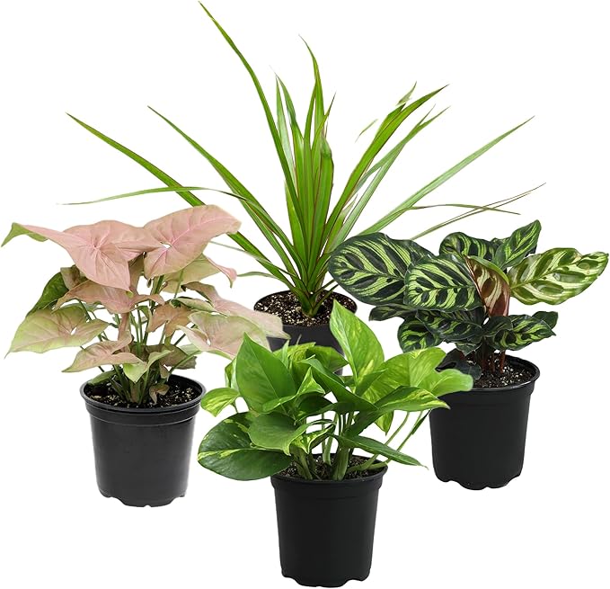 Altman Plants, Classic Houseplant Collection (4PK) Live Plants Indoor Plants Live Houseplants in Plant Pots, Easy House Plants Indoors Live, Snake Plant, Pothos in Potting Soil, Clean Air Plants