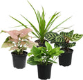 Altman Plants, Classic Houseplant Collection (4PK) Live Plants Indoor Plants Live Houseplants in Plant Pots, Easy House Plants Indoors Live, Snake Plant, Pothos in Potting Soil, Clean Air Plants