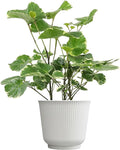 Aralia Balfouriana, Air Purifying & Easy, House Plant Decor in 6" White Pot, Variegated Live Plant Gift, Indoor Plant for Home, Real Plants & Decorative Plants by Plants for Pets