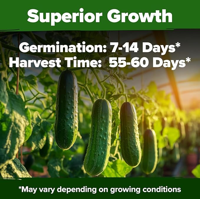 HOME GROWN Organic Marketmore Cucumber Seeds 200+ Heirloom Non-GMO Seeds for Planting, High Germination, Hardy & Vigorous Slicing Cucumber, Trellis & Raised Bed Garden (Cucumis sativus)