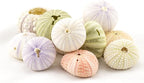 Nautical Crush Trading Sea Urchins Shells for Air Plants - 12 Assorted Imperfect Sea Urchin Shells - Hanging Air Plant Holder - Air Plants Live Holders - Air Plant Pot - No Plants Included