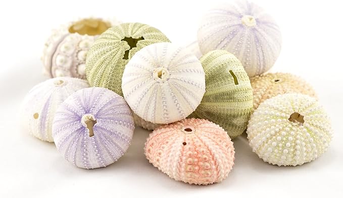 Nautical Crush Trading Sea Urchins Shells for Air Plants - 12 Assorted Imperfect Sea Urchin Shells - Hanging Air Plant Holder - Air Plants Live Holders - Air Plant Pot - No Plants Included