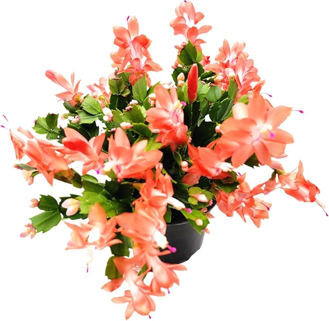 Thanksgiving Cactus, Coral Seasonal Blooms, Live Indoor Plant, Flowering Houseplant, Christmas Cactus, 6-Inch Pot, Holiday Decor, Pet Safe, Free Heat Pack