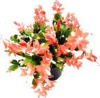 Thanksgiving Cactus, Coral Seasonal Blooms, Live Indoor Plant, Flowering Houseplant, Christmas Cactus, 6-Inch Pot, Holiday Decor, Pet Safe, Free Heat Pack
