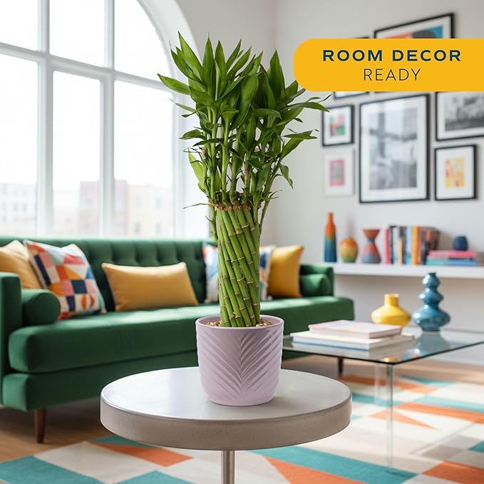 Costa Farms Lucky Bamboo Live Plant in Decorative Pot, Easy to Maintain Indoor Houseplant, Perfect for Home, Room, or Office Decor, Great House Warming or Birthday Gift, 12-15 Inches Tall