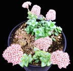 Live Succulent Cactus Plants from USKC (2" Pot) (Crassula Rupestris)