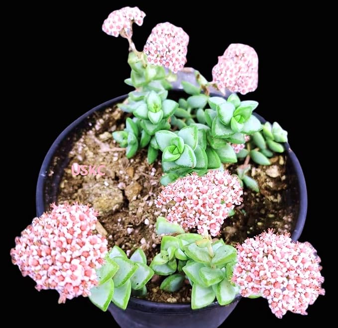 Live Succulent Cactus Plants from USKC (2" Pot) (Crassula Rupestris)